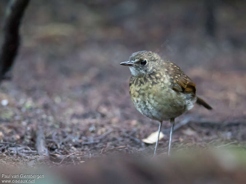 Lesser Ground Robinjuvenile