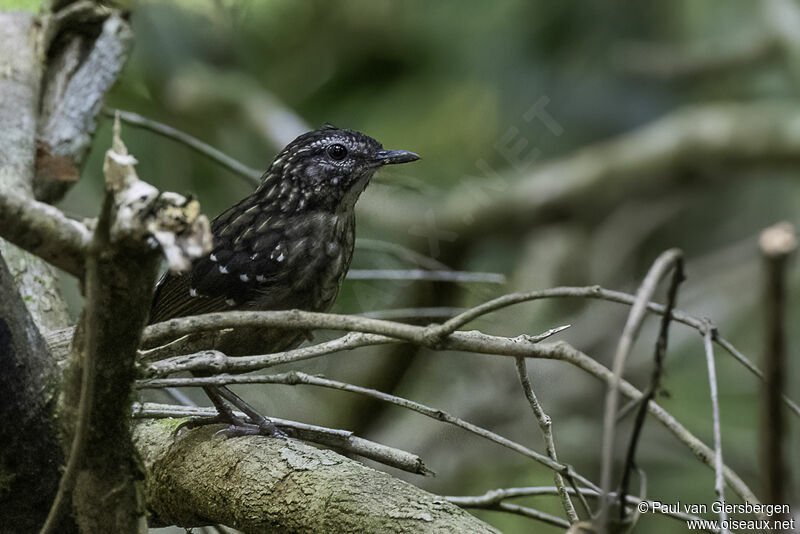 Eyebrowed Wren-Babbleradult