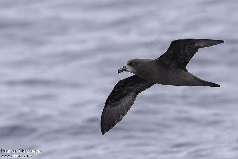 Grey-faced Petreladult