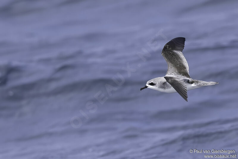 Cook's Petreladult