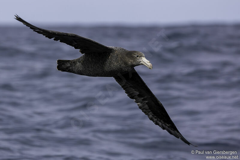 Northern Giant Petreladult