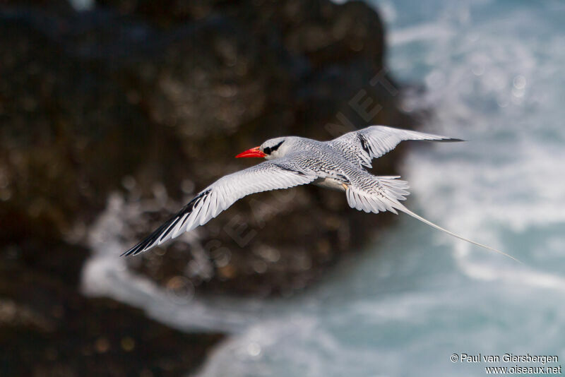 Red-billed Tropicbird