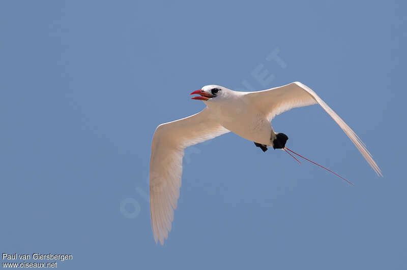 Phaéton à brins rougesadulte