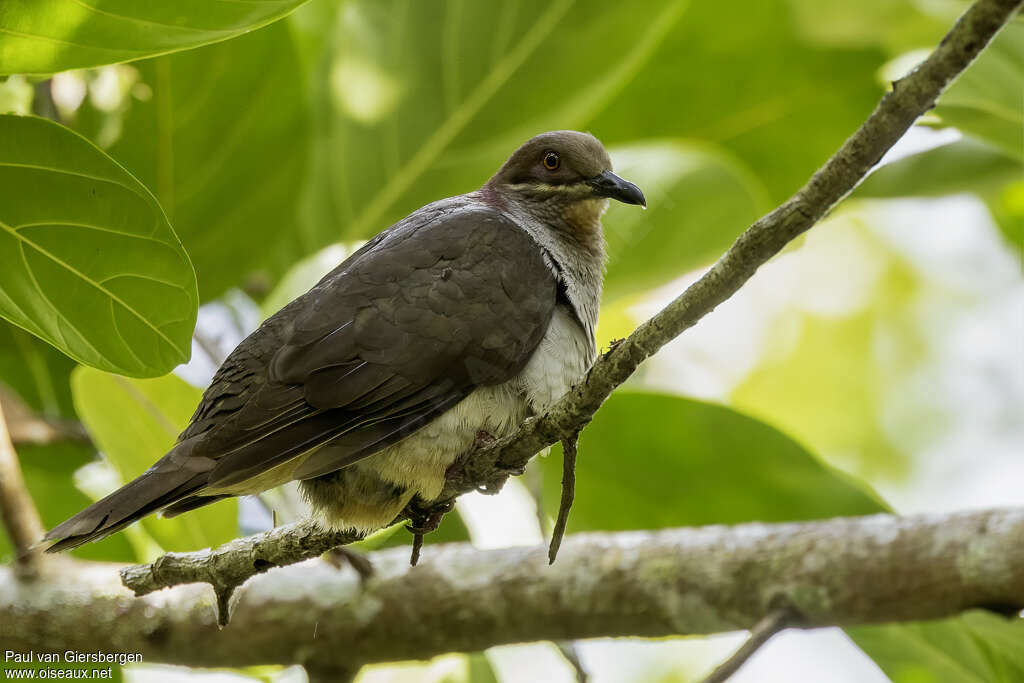 Phapitréron améthysteadulte