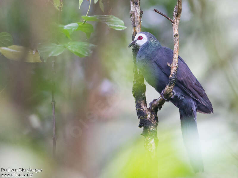 Phasianelle de Manadoadulte, identification