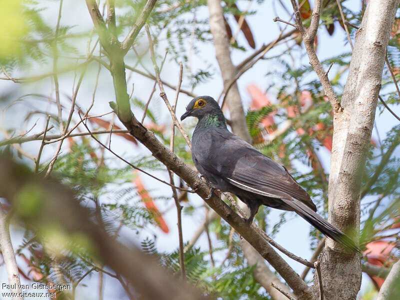 Black Cuckoo-Doveadult, identification