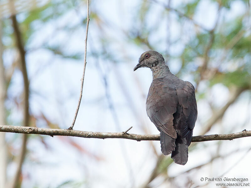 Black Cuckoo-Dove