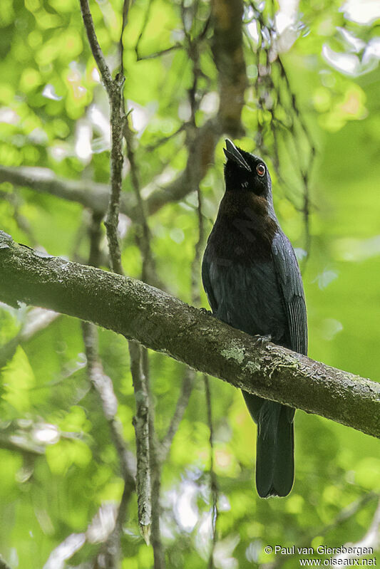 Maroon-breasted Philentomaadult