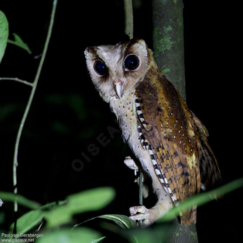 Sri Lanka Bay Owladult, identification