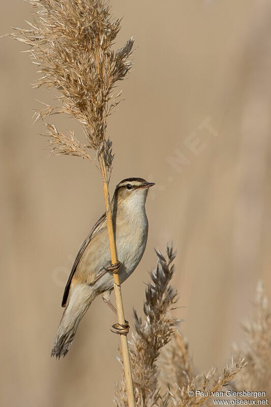 Phragmite des joncsadulte