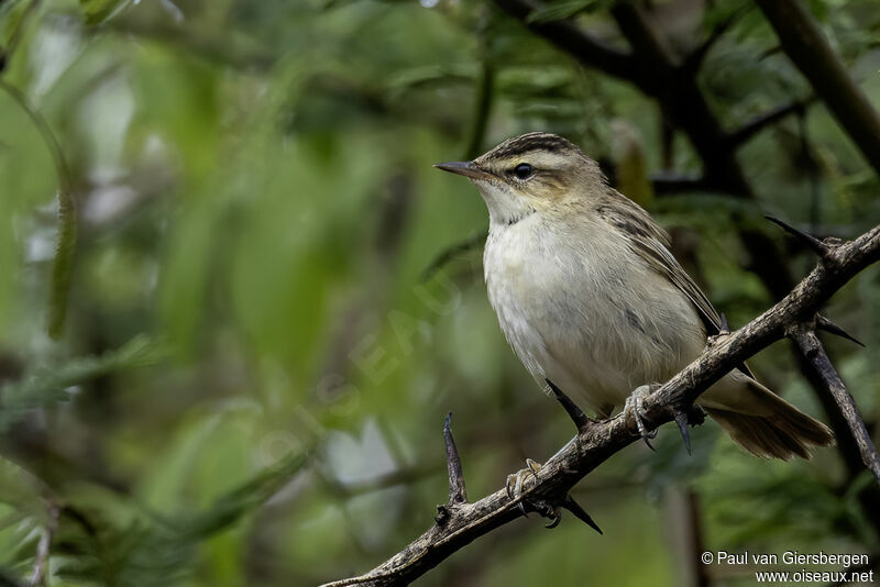 Sedge Warbleradult