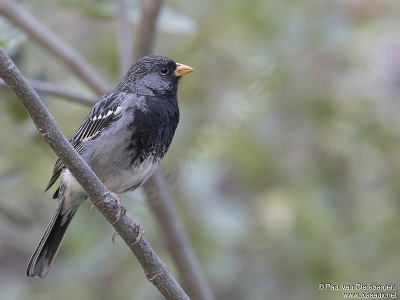 Mourning Sierra Finch male adult