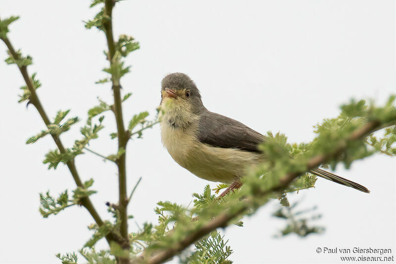 Buff-bellied Warbleradult