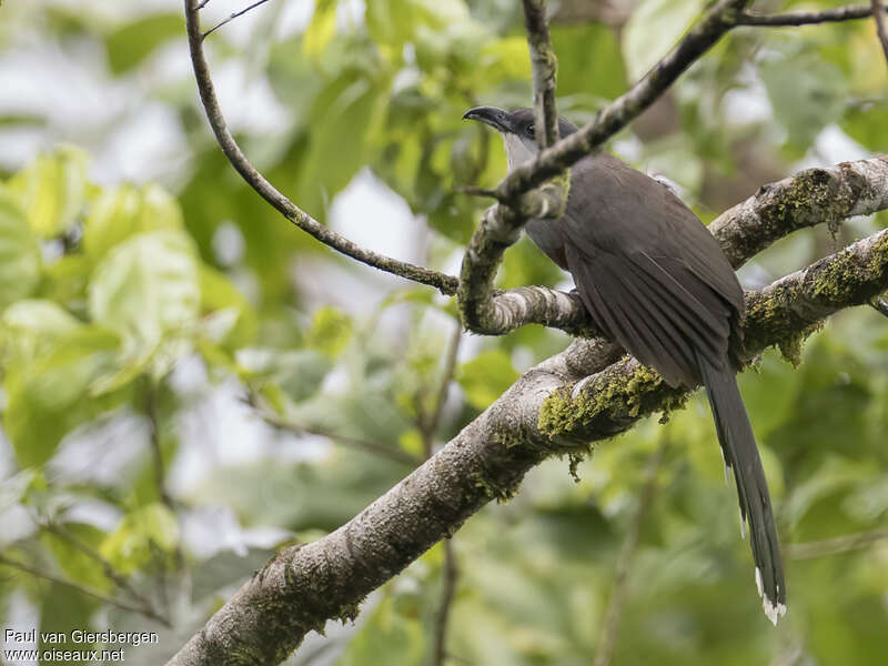 Chestnut-bellied Cuckooadult, identification