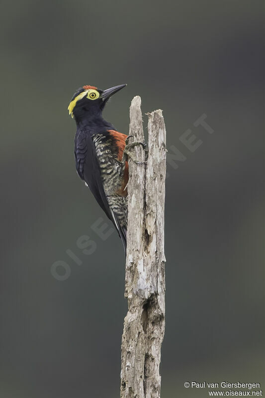 Yellow-tufted Woodpecker