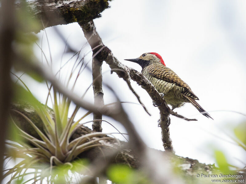 Black-necked Woodpecker