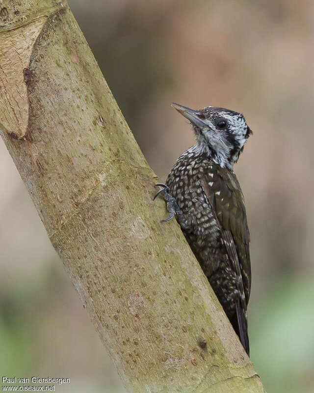 Pic à couronne d'or femelle adulte, identification