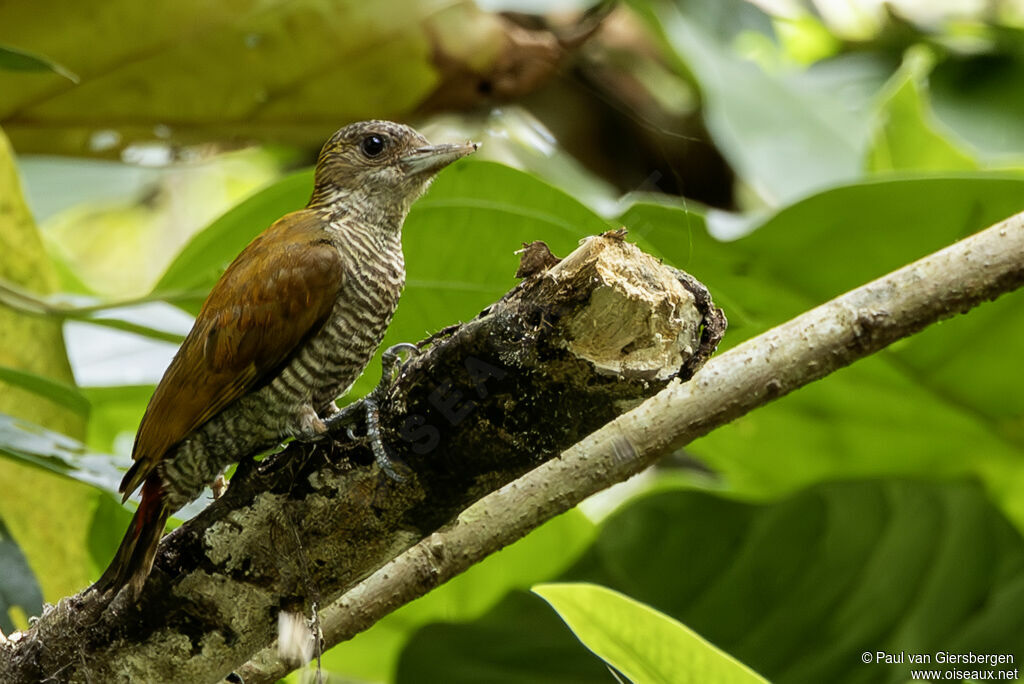 Pic à croupion rouge