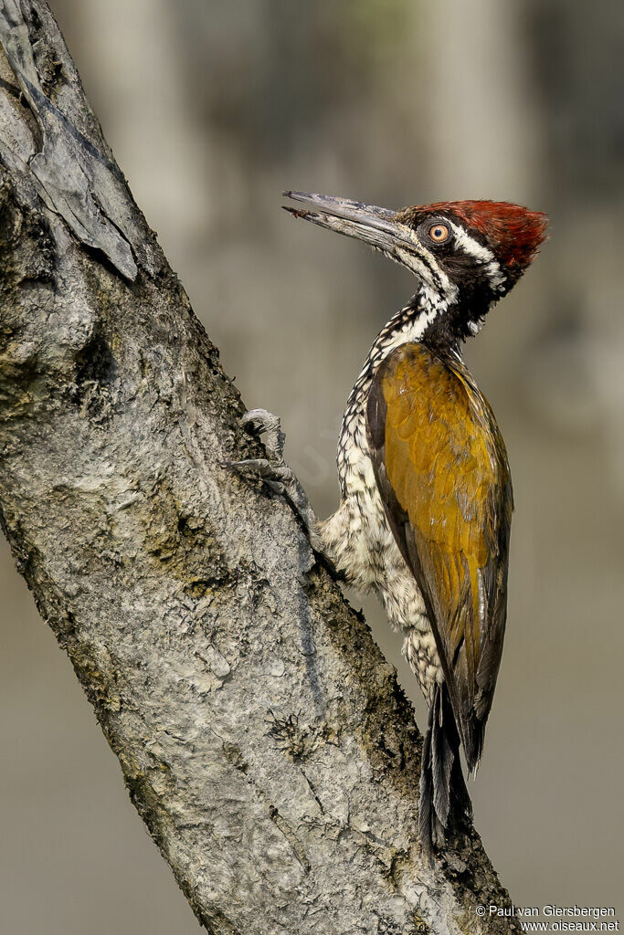 Greater Flameback (Pic de Tickell) male adult