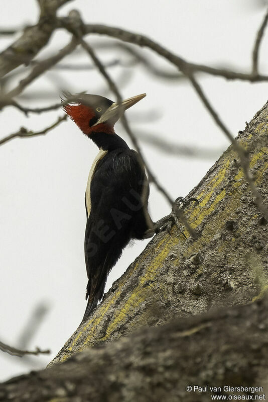 Cream-backed Woodpeckeradult