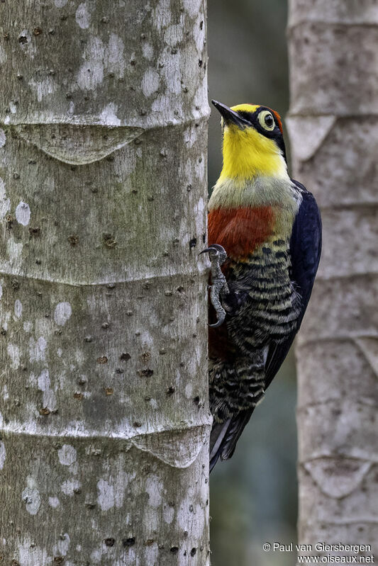 Yellow-fronted Woodpeckeradult