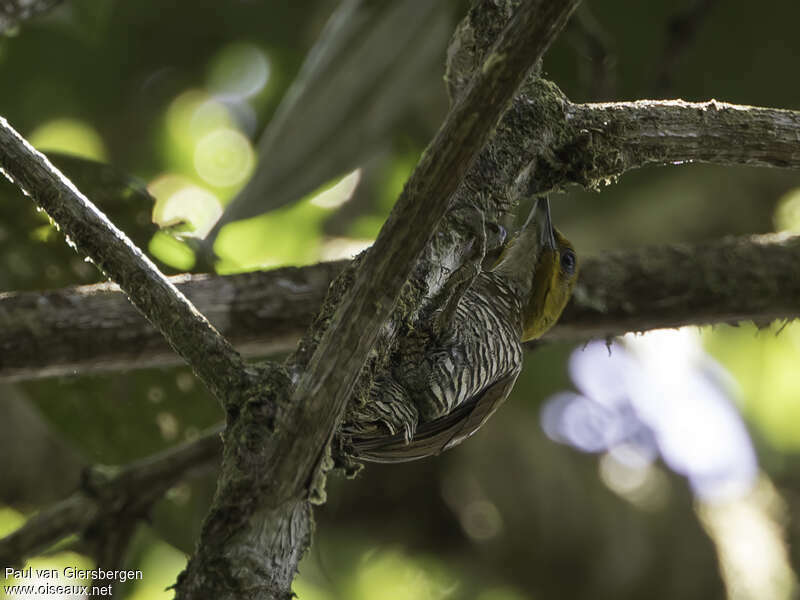 White-throated Woodpecker female adult, habitat, pigmentation