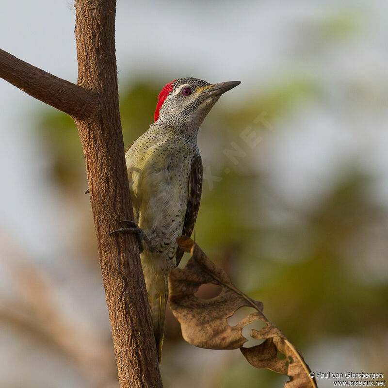 Fine-spotted Woodpecker