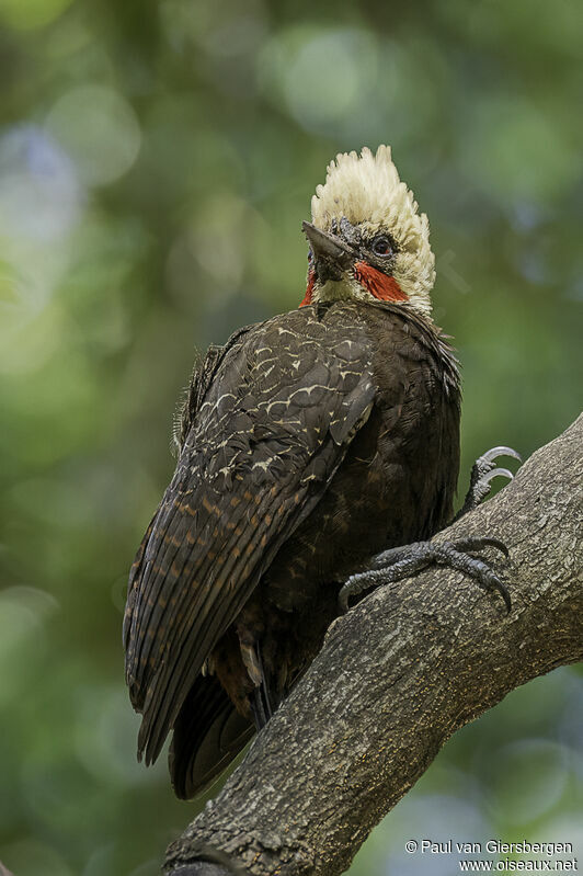 Pale-crested Woodpecker male adult