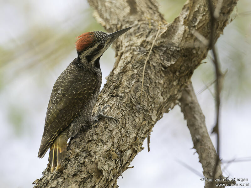 Bearded Woodpecker male adult