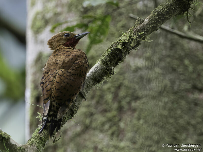 Cinnamon Woodpeckeradult