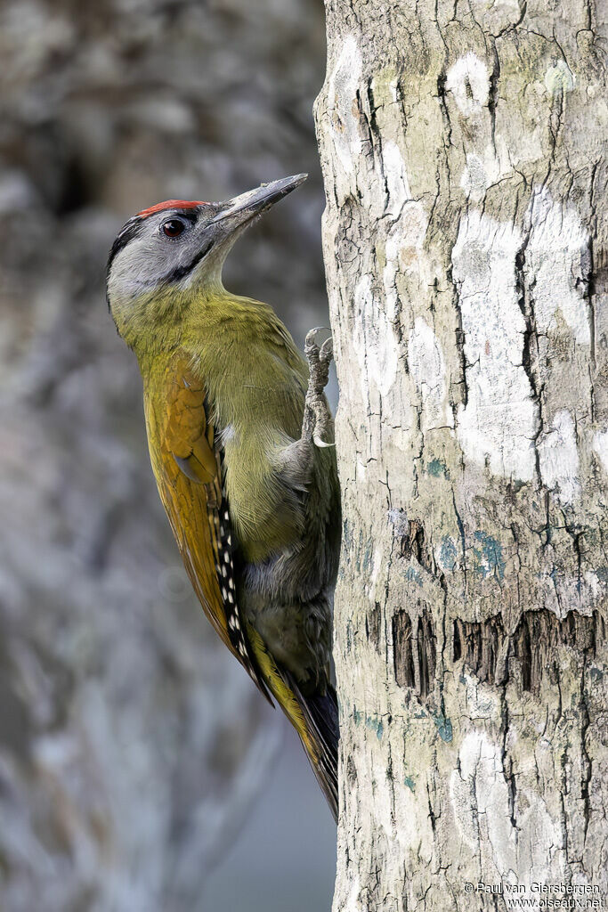 Grey-headed Woodpecker