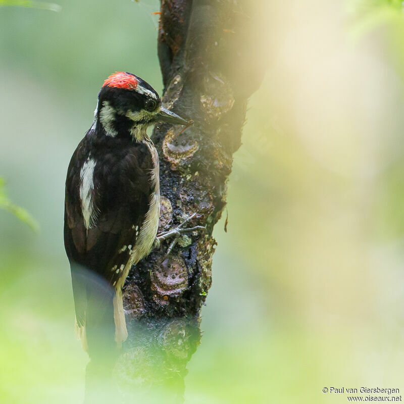 Hairy Woodpeckeradult