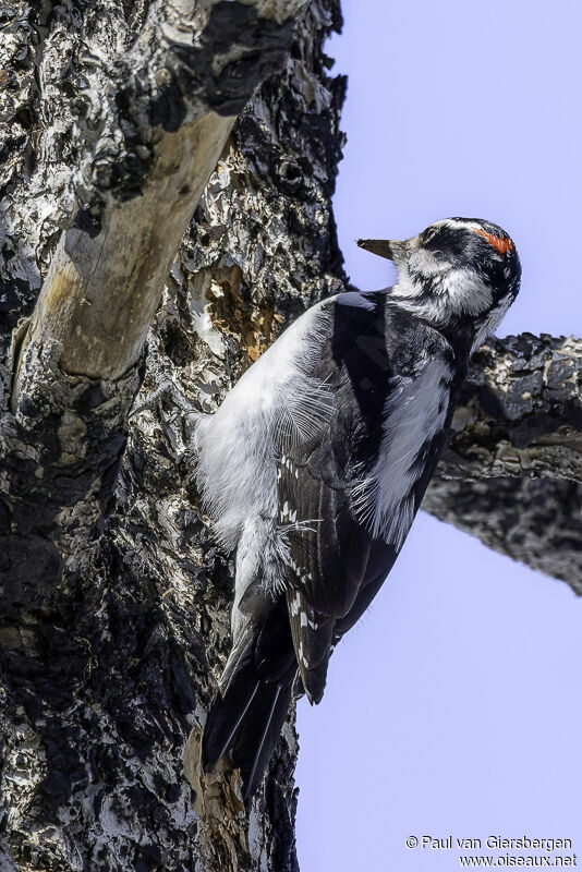 Hairy Woodpecker male adult