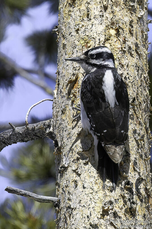 Hairy Woodpecker female adult