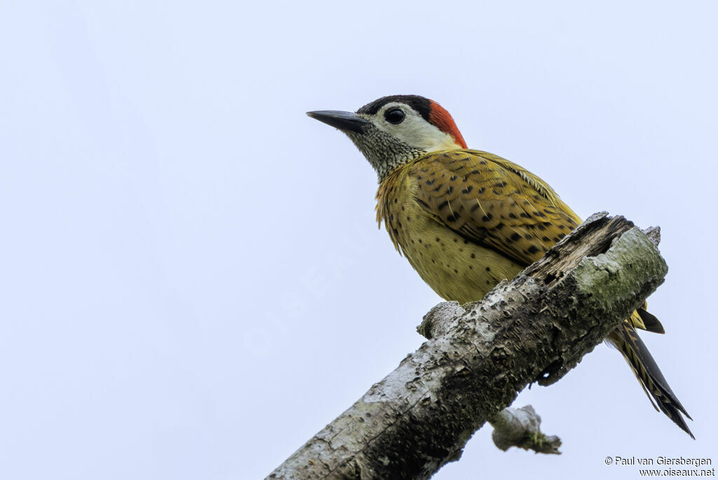 Pic de Cayenneadulte