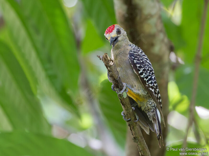 Hoffmann's Woodpeckeradult