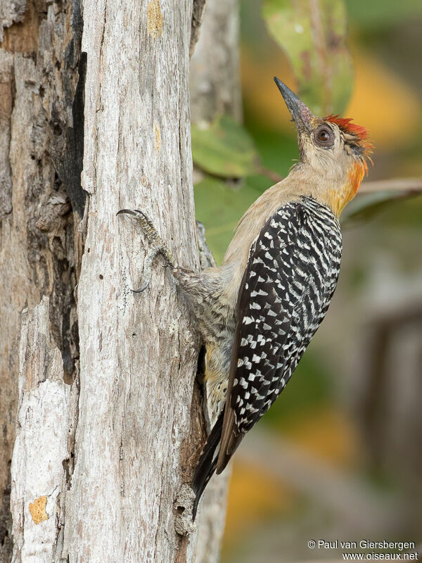 Hoffmann's Woodpeckeradult