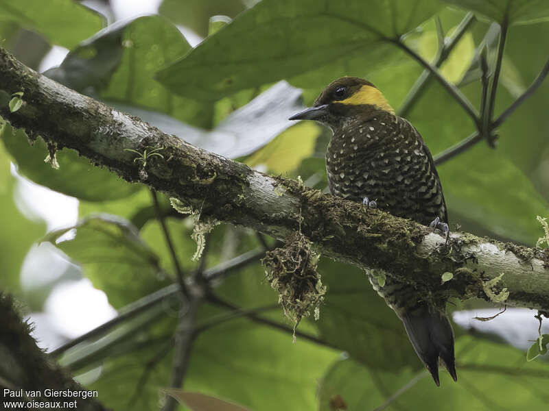 Lita Woodpecker female adult