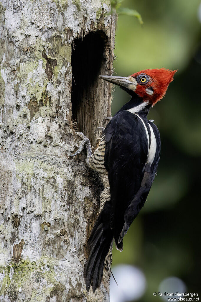 Crimson-crested Woodpecker male adult