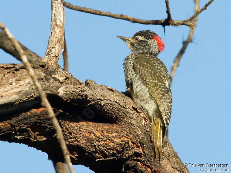 Nubian Woodpecker