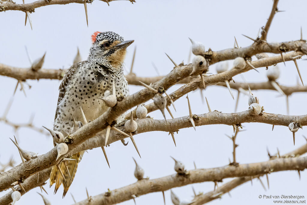 Pic de Nubie femelle adulte