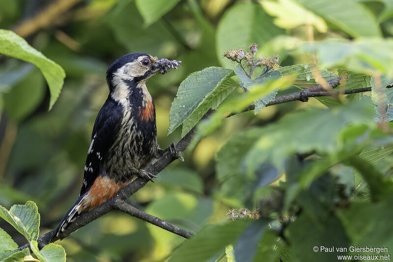 Necklaced Woodpeckeradult