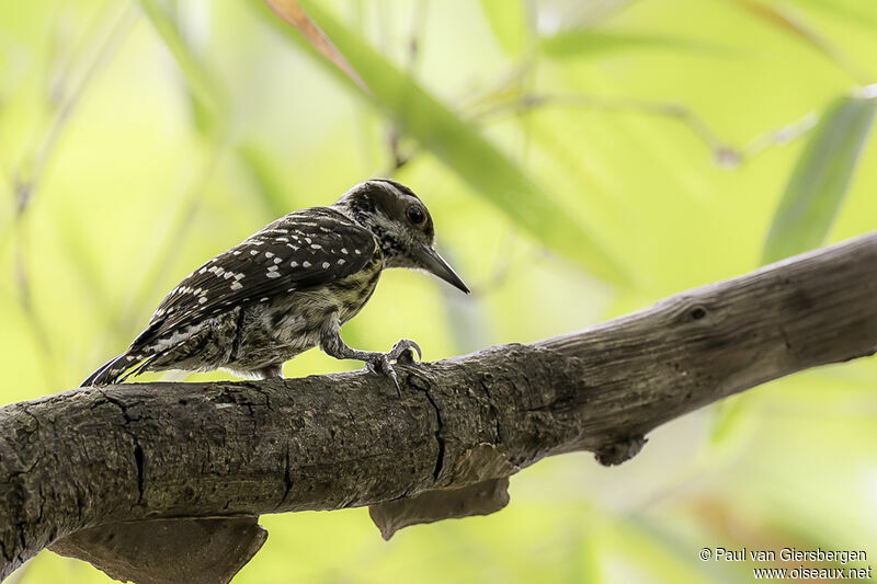 Philippine Pygmy Woodpeckeradult