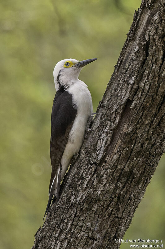 White Woodpeckeradult