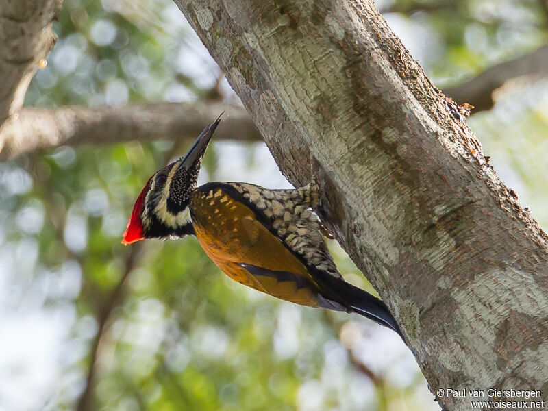 Black-rumped Flameback