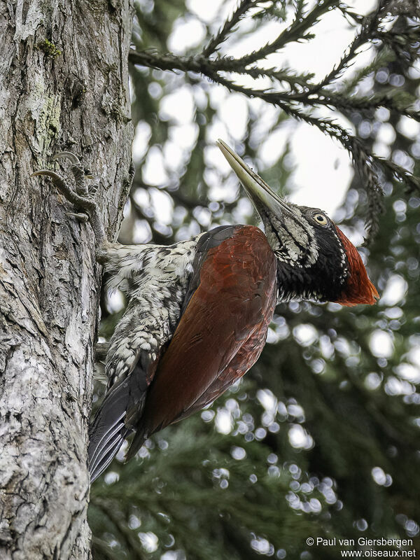 Crimson-backed Flameback male adult