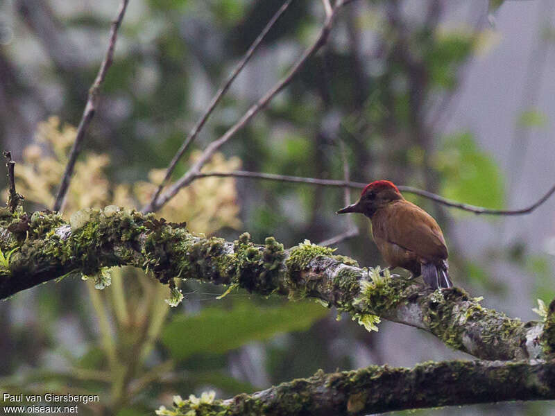 Smoky-brown Woodpecker male adult, habitat, pigmentation, fishing/hunting