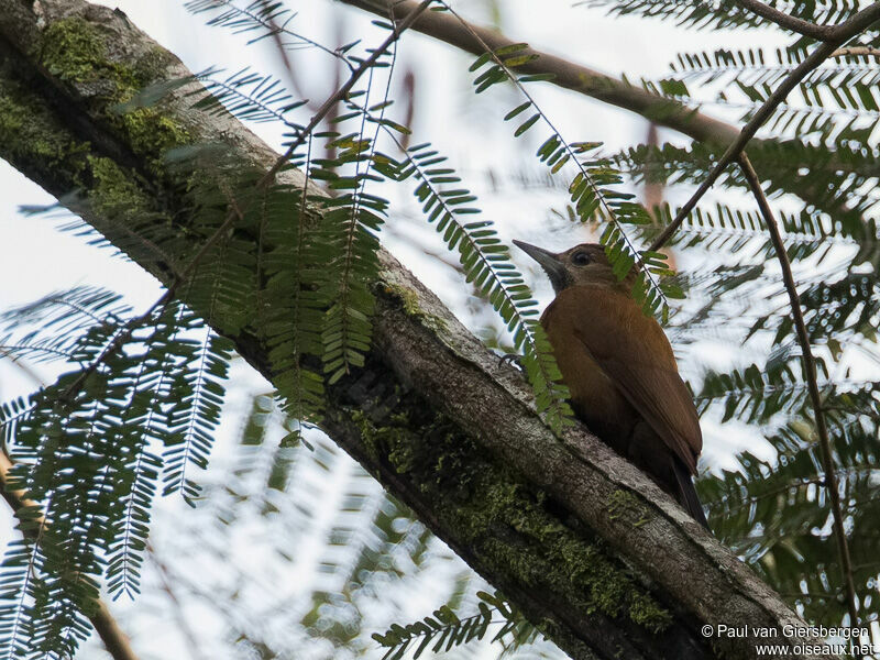 Smoky-brown Woodpecker