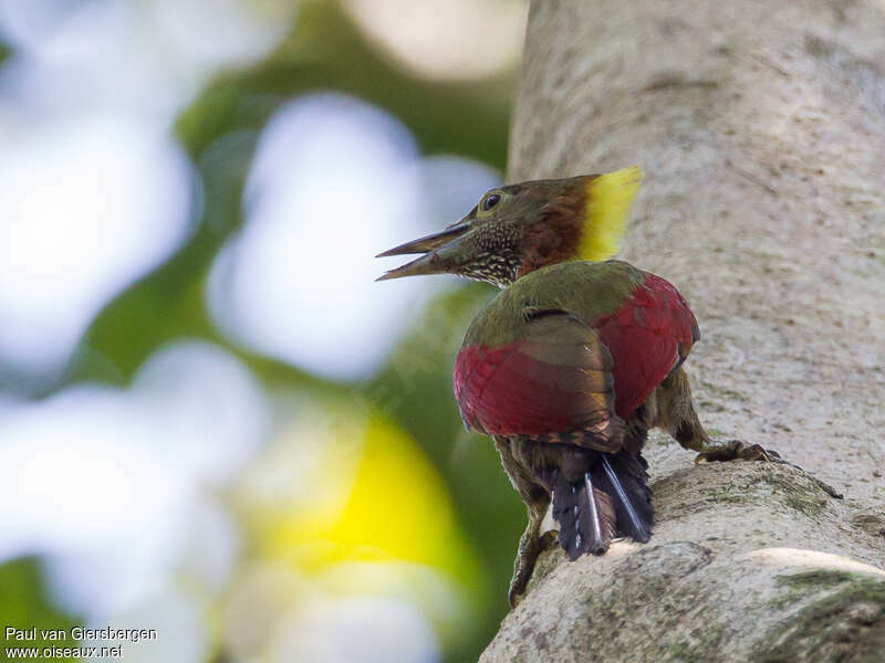 Checker-throated Woodpeckeradult