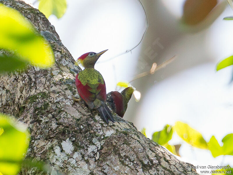 Crimson-winged Woodpecker